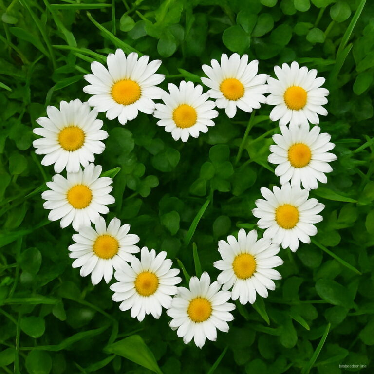 Courtyard Bonsai Flower Plants 100pcs Daisy Semilla Chrysanthemum