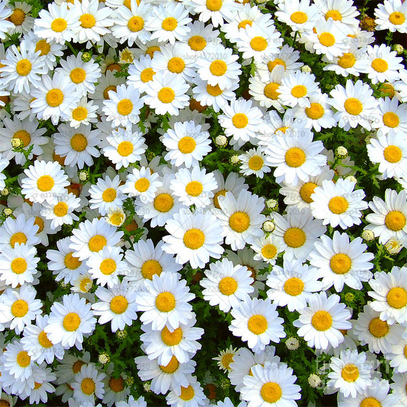 100pcs Daisy And Chrysanthemum Seeds For Courtyard Beautification Potted Ornamentation And Decorative - 8
