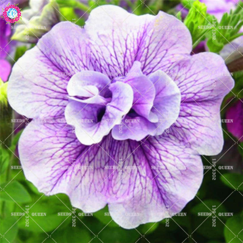 Petunia Perennial Climbing Flower Seeds 100pcs Perfect For Outdoor Landscaping And Patio Decorations - 7