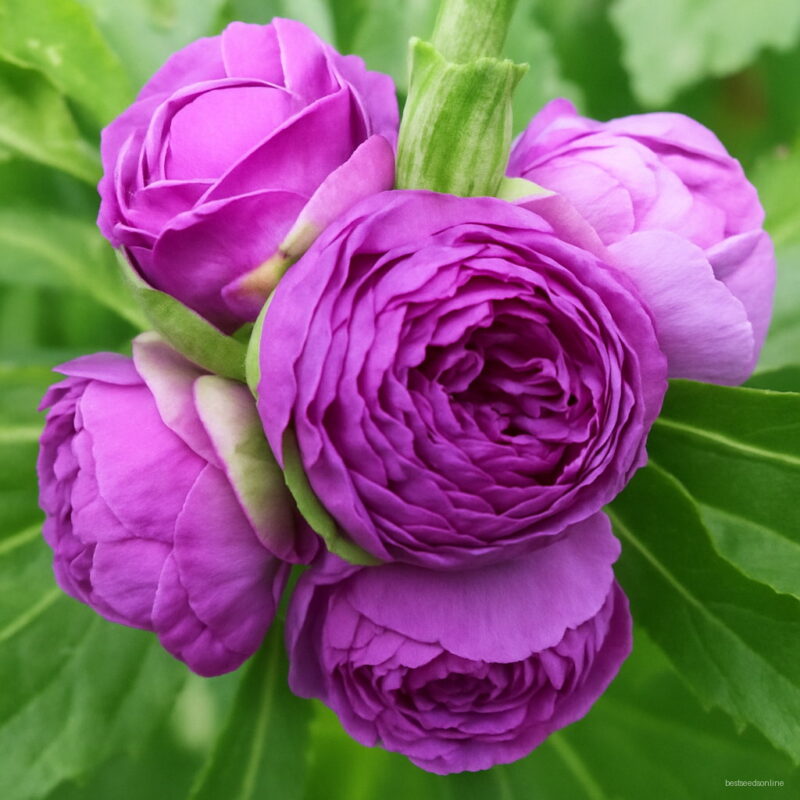 50 Pcs Pink & Purple Impatiens Bonsais Garden Balsam Potted Bonsai Flower Home Plants Seeds