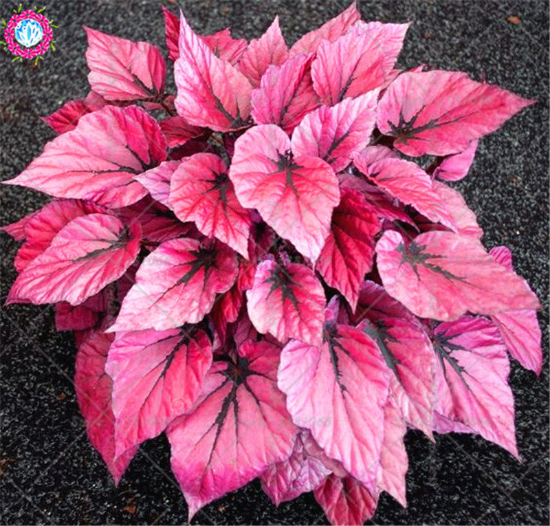 Mix Caladium Coleus Flower Seeds 100pcs Ideal For Indooroutdoor Beautification Landscaping - 12