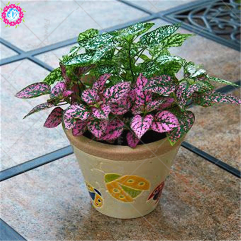 Mix Caladium Coleus Flower Seeds 100pcs Ideal For Indooroutdoor Beautification Landscaping - 11