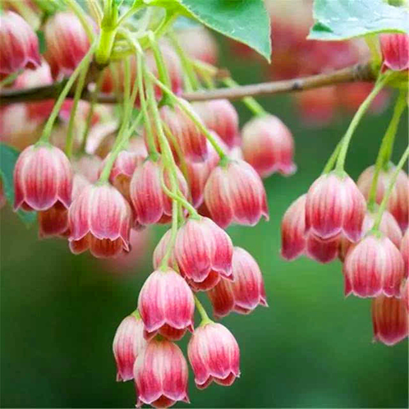 50piece Set Lily Of The Valley Aromatic Indoor Balcony Potting Seeds For Diy Landscaping - 9