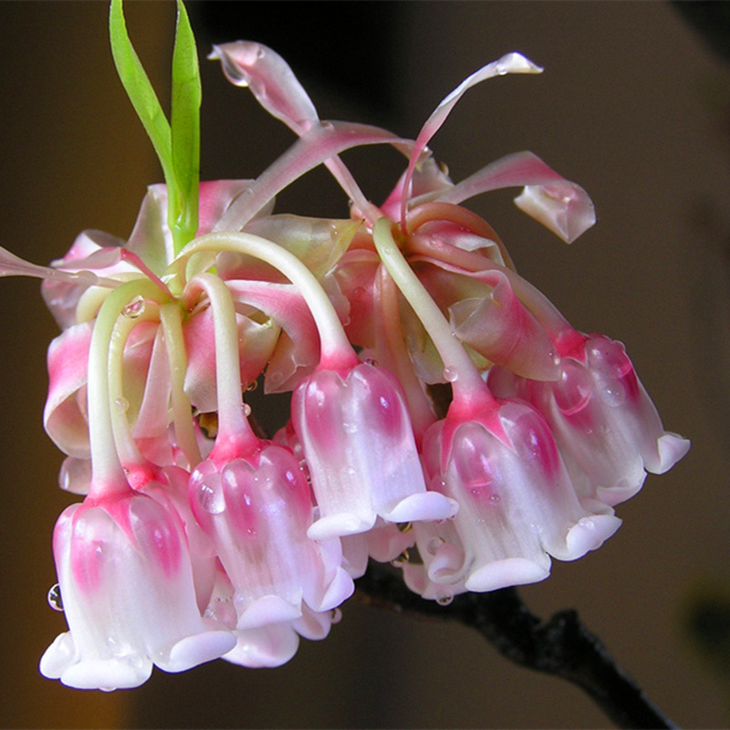 50piece Set Lily Of The Valley Aromatic Indoor Balcony Potting Seeds For Diy Landscaping - 6
