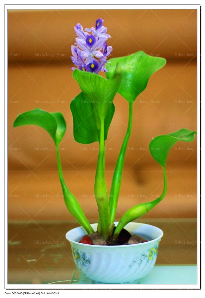 100piece Water Hyacinth Lotus Seeds Kit For Aquarium Floating Pond And Pot Cultivation - 10