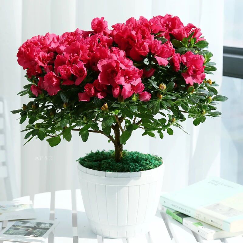 100 Pcs Azalea Rhododendron Flower Tree Seedlings For Indoor Greenery And Outdoor Landscaping Seeds - 5