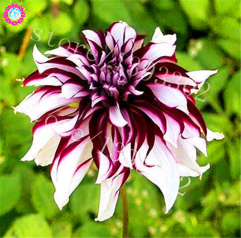 100pcs Multicolored Dahlias Seeds Perennial Blooms Stunning Balcony Decor Ideal For Pot Cultivation - 15