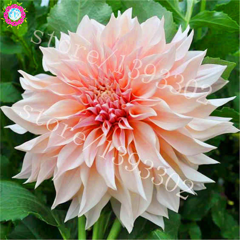 100pcs Multicolored Dahlias Seeds Perennial Blooms Stunning Balcony Decor Ideal For Pot Cultivation - 10