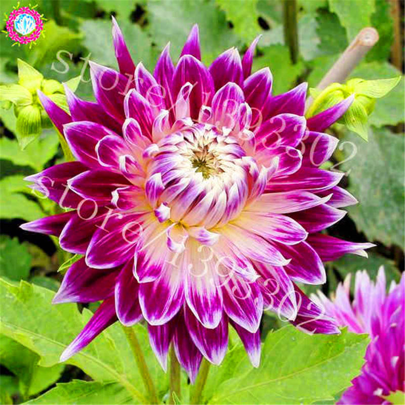 100pcs Multicolored Dahlias Seeds Perennial Blooms Stunning Balcony Decor Ideal For Pot Cultivation - 8