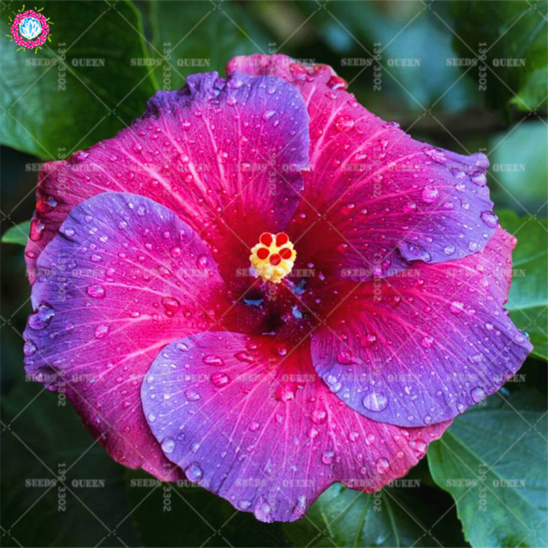 100pcs Multicolored Hibiscus Flower Seeds Indoor Blooming Decor Potted Easy To Grow Ecofriendly - 13