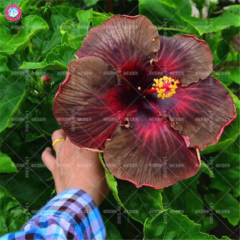 100pcs Multicolored Hibiscus Flower Seeds Indoor Blooming Decor Potted Easy To Grow Ecofriendly - 9