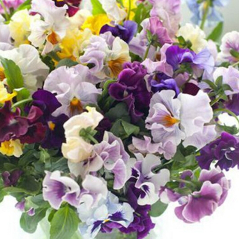 100 Seeds Stunning Pansy Mix Color Wavy Viola Tricolor Perfect For Diy Indoor Decorations - 6