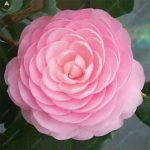 Hot 5 Pcs Rainbow Camellia Flower Bonsai Diy Potted Plants Light Fragrant Indoor Plant Garden Seeds - 5