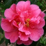 Hot 5 Pcs Rainbow Camellia Flower Bonsai Diy Potted Plants Light Fragrant Indoor Plant Garden Seeds - 3