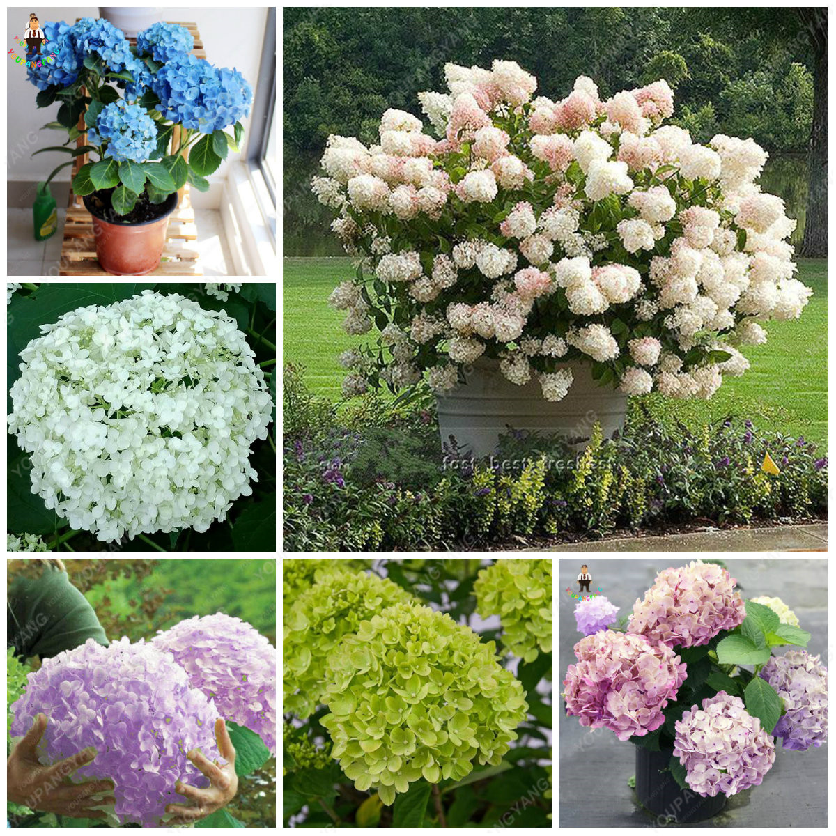 30pcs Hydrangea Seeds Multicolor Blooming Flowers For Indooroutdoor Landscaping Ground Covering Beauty - 7