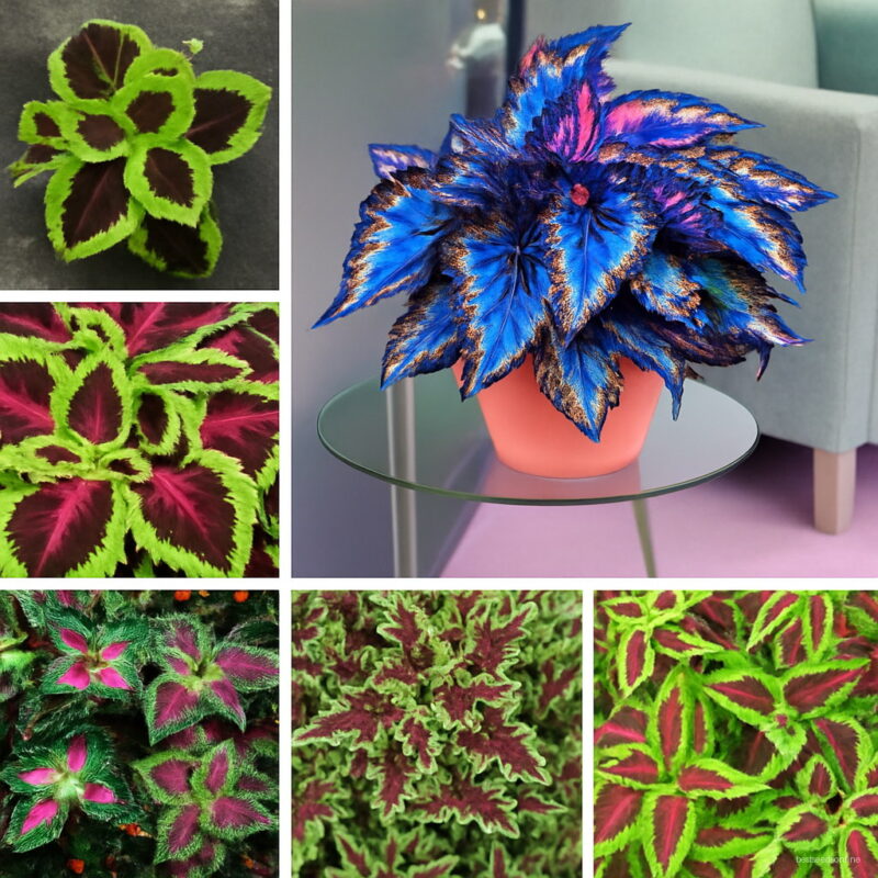 100pcs Bonsai Coleus Foliage Plants Perfect Color Arc-dragon Beautiful Flower Plant Garden Semente Seeds