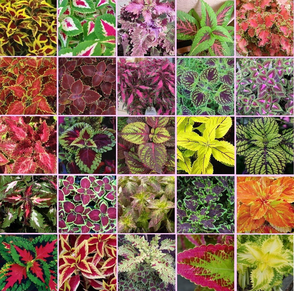 100pcs Coleus Foliage Seeds Vibrant Arcdragon Bloom Ideal For Indooroutdoor Landscaping - 12