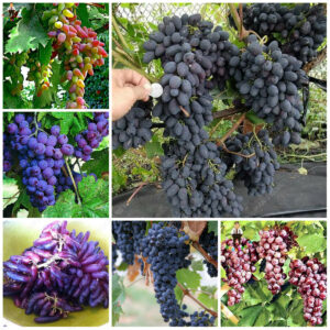 50pcs Heirloom Grape Frutas Bonsai Tree Climbing Vine Plant Tasty Organic Fruit Natural Growth Winter Garden Decoration Seeds - 2