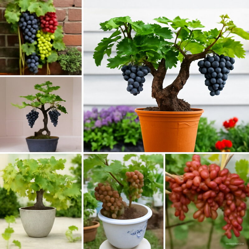 50pcs Heirloom Grape Frutas Bonsai Tree Climbing Vine Plant Tasty Organic Fruit Natural Growth Winter Garden Decoration Seeds
