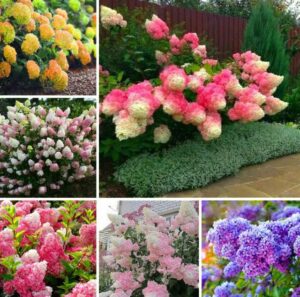 30pcs Bonsai Garden Hydrangea Flowers Perennial Little Tree Flower Plantas Air Plants Home Jardin Small Gifts Seeds