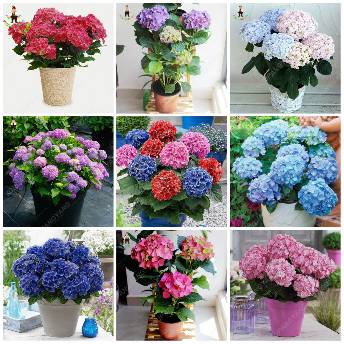 30pcs Hydrangea Flower Seeds Perennial Miniature Tree Ideal For Balcony Patio Gifting Air Purification - 8