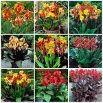 10pcs Multi-color Perennial Canna Flower Plants Tree Bonsai Ornamental Plantas Home Garden Decoration Seeds - 6