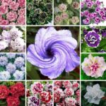 Hot 100pcs Picotee Morning Glory Bonsai Petunia Plant Flower Home Garden To Seeds