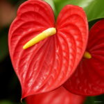 100pieces Flower Bonsai Anthurium Flores Balcony Potted Plants Plantas Diy Home Garden Seeds - 2