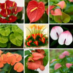 100pieces Flower Bonsai Anthurium Flores Balcony Potted Plants Plantas Diy Home Garden Seeds