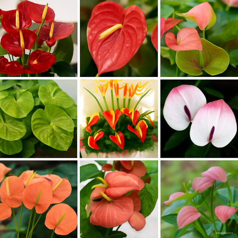 100pieces Flower Bonsai Anthurium Flores Balcony Potted Plants Plantas Diy Home Garden Seeds