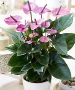 50pcs Anthurium Plants Beautiful Rainbow Garden Flowers High Survival Rate Bonsai Tree Decoration Seeds - 3