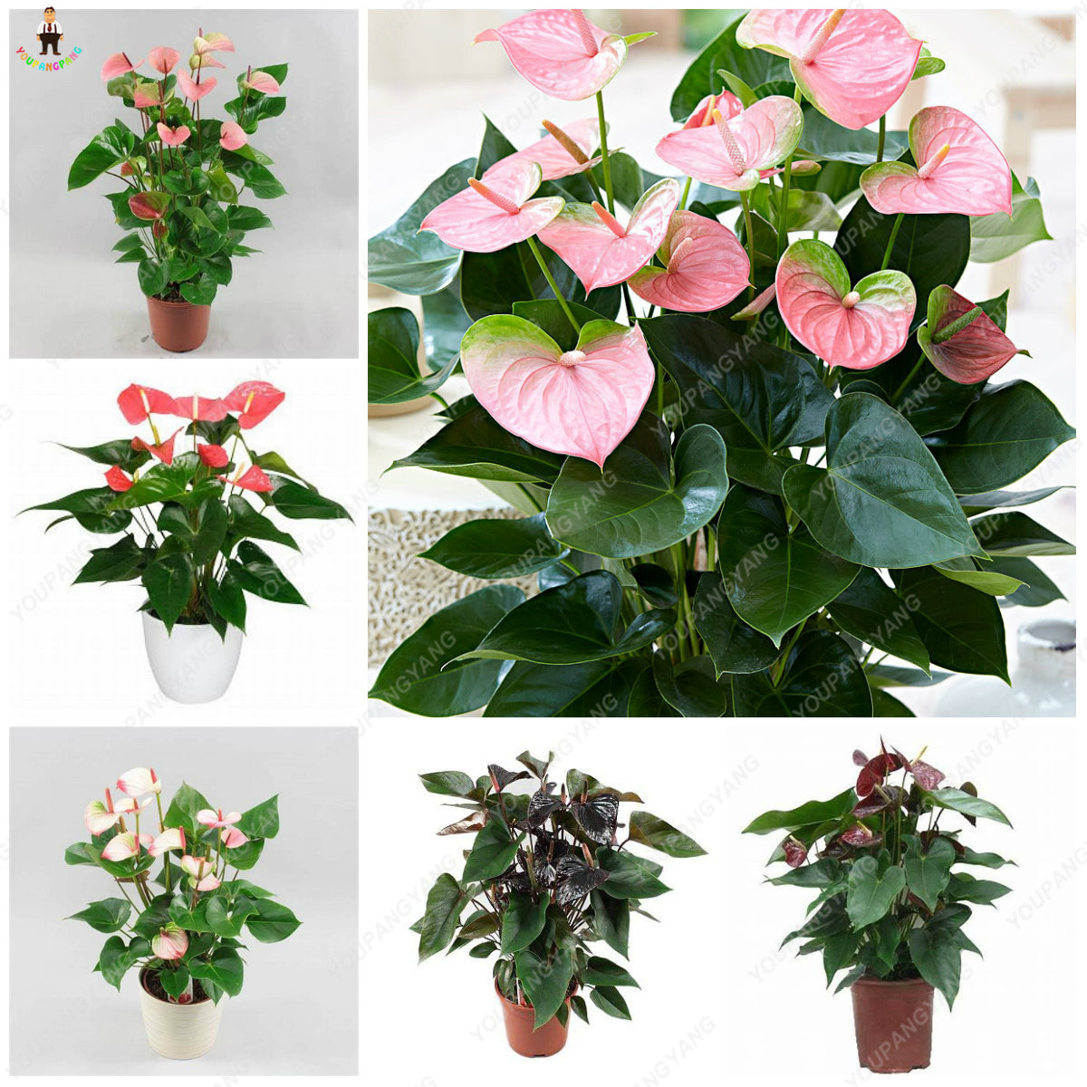 50pcs Anthurium Seeds Rainbow Exotic Floral Tree High Germination Rate Interior Decoration Vibrant Colors - 1