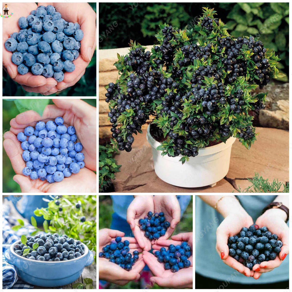 200pcs Black And Purple Cherry Tomato Seeds Great For Indoor And Outdoor Cultivation High Yielding And Easy To Grow - 16