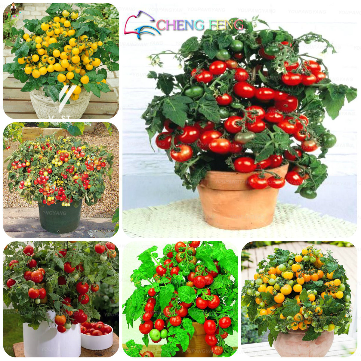 200pcs Black And Purple Cherry Tomato Seeds Great For Indoor And Outdoor Cultivation High Yielding And Easy To Grow - 13