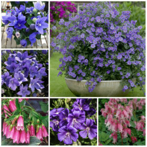 100pcs Bellflower Flower Perennial Flowers Bonsai Campanula Indoor Plants Fresh Air Home Garden Decoration Seeds - 2