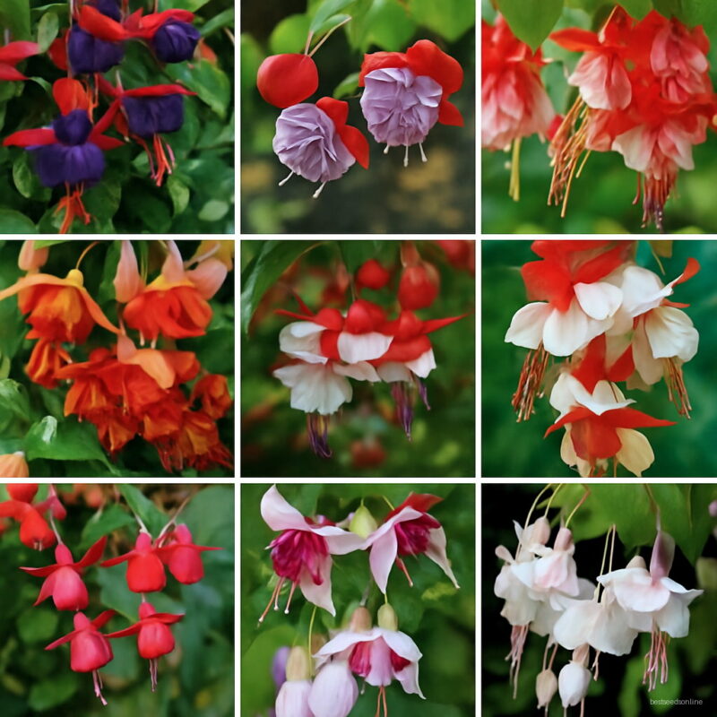 200pcs Mixed Color Lantern Flower Flores Fuchsia Hybrida Hort Plantas Perennial Bonsai Plants Home & Garden Seeds