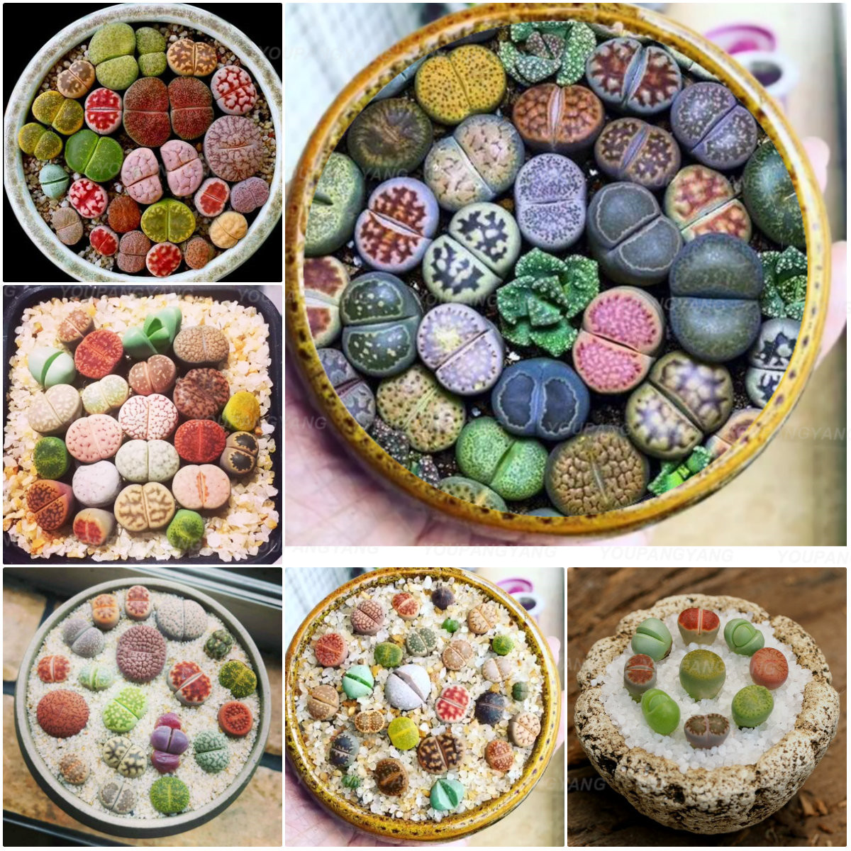 100pcs Assorted Succulent Lotus Lithops Pseudotruncatella Seeds For Indooroutdoor Landscaping And Decorative Purposes - 23