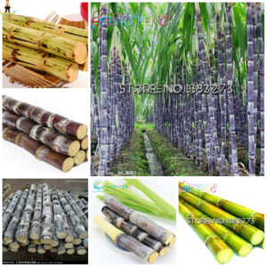 50pcs Vegetable Fruits Bonsai Plants Sugar Cane Plantas Home And Garden In Winter Decoration Four Seasons Seeds - 2