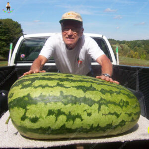 20pcs Giant Watermelon Bonsai Fruits Garden Planting Home Decoration Seeds - 2