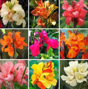 20pcs Dwarf Bonsai Canna Lily Outdoor Tropical Bronze Scarlet Foliage Perennial Potted Plants Home Garden Supply Seeds