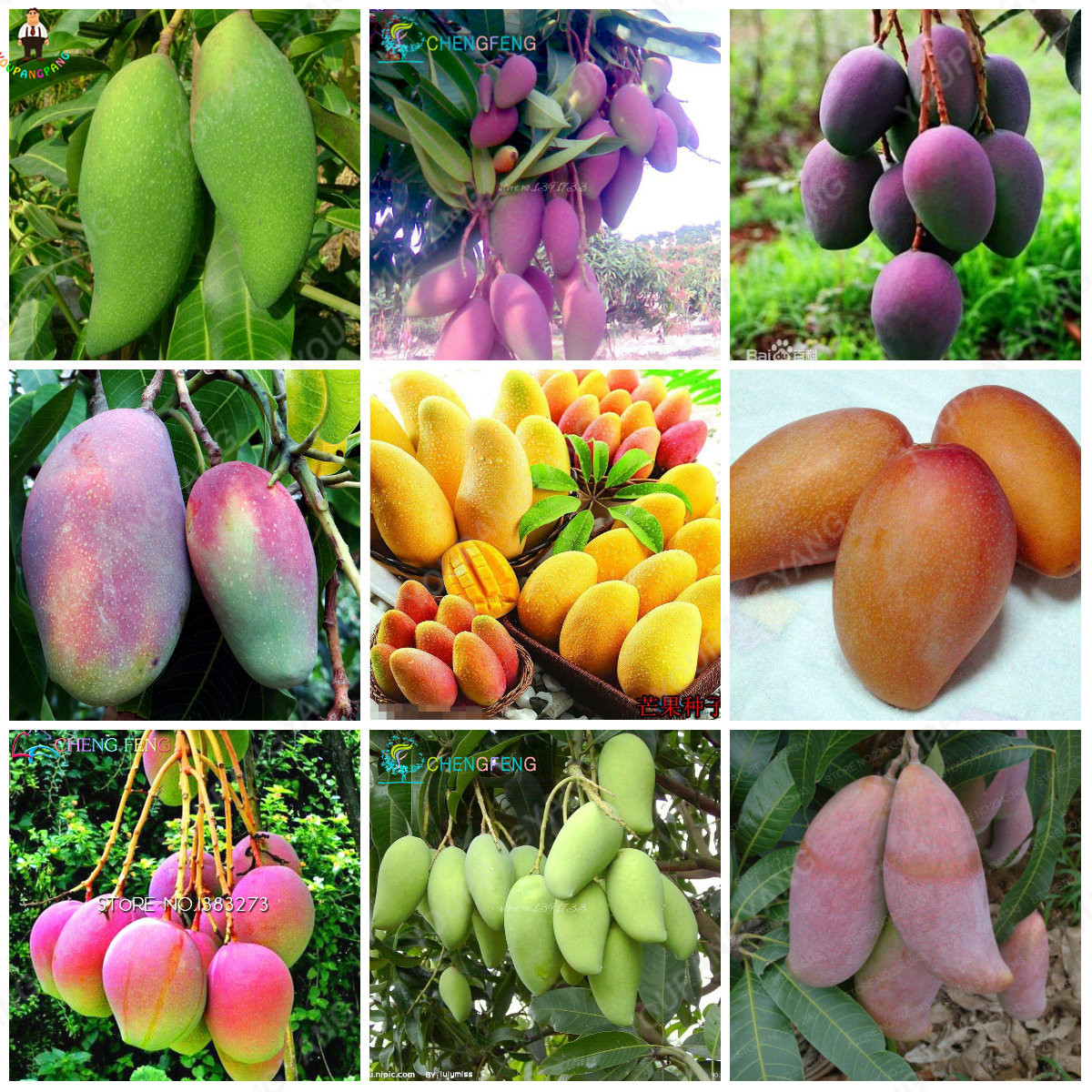 Organic Mini Mango Tree Seeds - BestSeedsOnline.com - Free Shipping ...