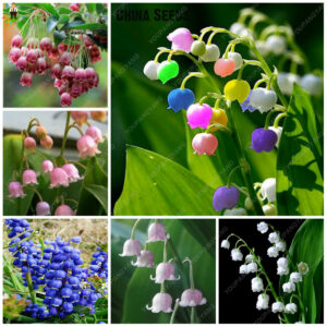 100pcs Lily Of The Valley Flower Bonsai Bell Orchid Rich Aroma Bonsais Cute And Beautiful Flowers Home Garden Seeds - 2