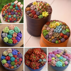 200pcs Real Succulent Plant Perennial Plants Flower Pseudotruncatella Living Stone Lithops Bonsai To Seeds