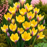 Saffron Flower 50pcs Crocus Plants Not The Bulbs Bonsai Potted Planting So Fragrant Beauty Your Garden Seeds - 2