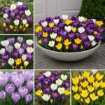 Saffron Flower 50pcs Crocus Plants Not The Bulbs Bonsai Potted Planting So Fragrant Beauty Your Garden Seeds