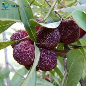 10pcs Arbutus Fruit Myrica Rubra Bonsai Red Bayberry Perennial Flower Garden Decoration Sweet Tree Plants Seeds - 2