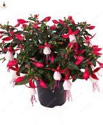 200pcs Fuchsia Plants Beautiful Rainbow Garden Flowers Plantas Para Jardin Bonsai Tree Decoration Seeds - 3