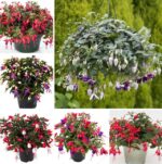 200pcs Fuchsia Plants Beautiful Rainbow Garden Flowers Plantas Para Jardin Bonsai Tree Decoration Seeds