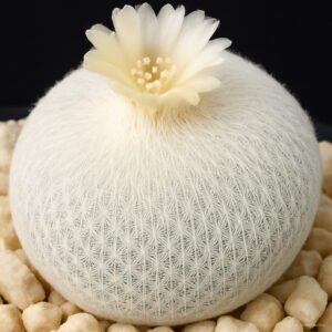 100pcs Fairy Succulents Prevent Radiation Fleshy Plants Imported Cactus Hybrid Bonsai Home Garden Decoration Seeds