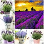 200pcs Lavender Bonsai Herb Plants Garden Balcony Pot Four Seasons Flowering Ornamental Seeds - 2